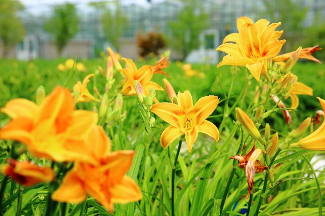 校地?cái)y手讓小小萱草花釋放大能量。學(xué)校供圖